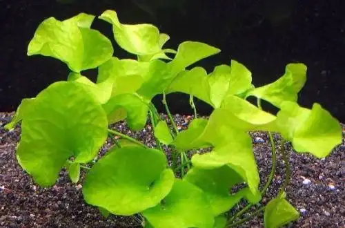 Німфоїдес фліппер (Nymphoides hydrophylla «Taiwan»)