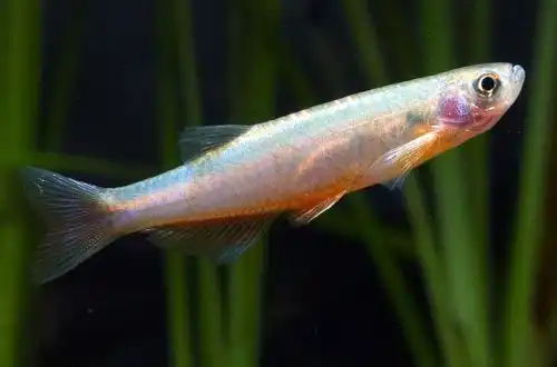 Рожевий Даніо (Danio roseus)