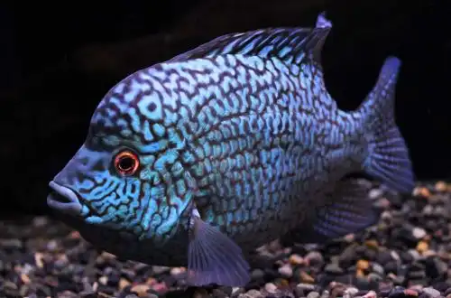 Перлинна цихлазома (Herichthys carpintis)