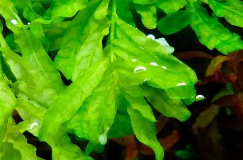 Людвіга зелена (Ludwigia inclinata «Green»)