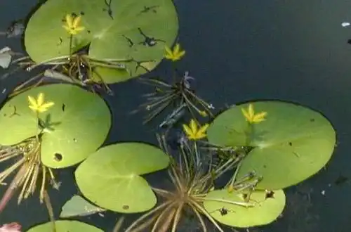 Німфоїдес Тунберга (Nymphoides thunbergiana)