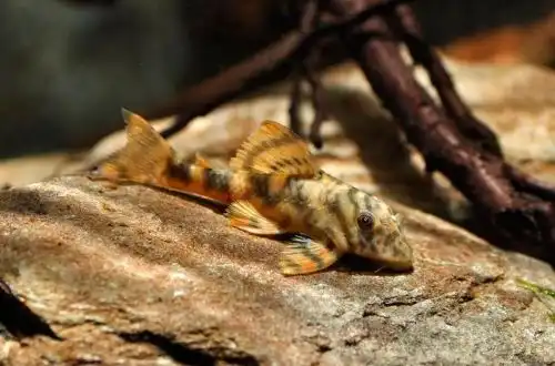 Плекостомус Пеккольта (Peckoltia sp. L288)