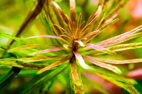 Людвіга Куба (Ludwigia inclinata var. verticillata «Cuba»)