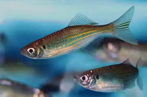 Даніо королівський (Devario