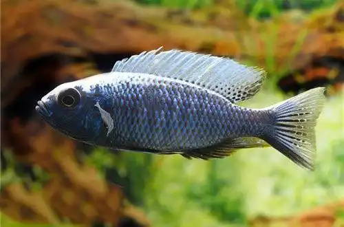 Копадихроміс світлоспинний (Copadichromis chrysonotus)