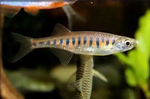 Даніо Інле (Devario