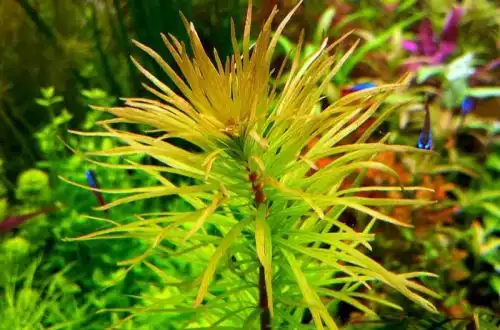 Людвіга Арагуая (Ludwigia inclinata var. Verticillata «Araguaia»)
