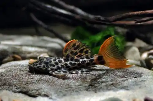 Леопардовий Плекостомус (Pseudacanthicus cf. Leopardus L114)