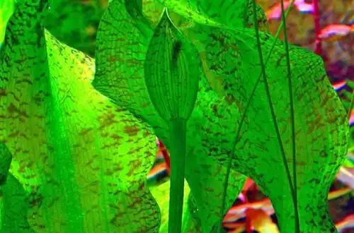 Готель ульволистний (Ottelia ulvifolia)