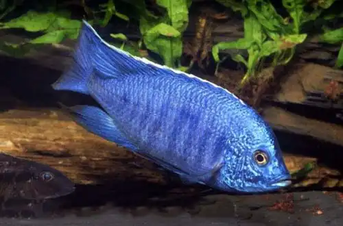 Копадихроміс азуреус (Copadichromis azureus)