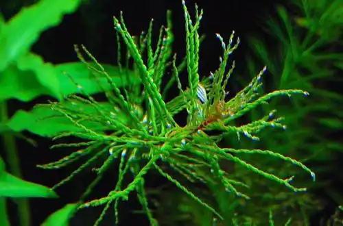 Людвіга торнадо (Ludwigia inclinata var. Verticillata «Curly»)