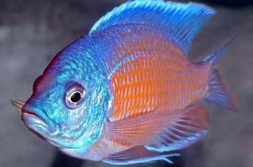 Червоний Каданго або Копадіхроміс Каданго (Copadichromis borleyi)