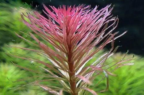 Людвіга Пантанал (Ludwigia inclinata var. Verticillata «Pantanal»)