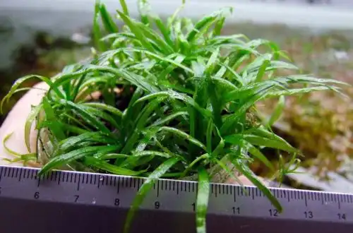 Раналісма (Ranalisma rostratum)