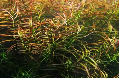 Людвіга гібридна (Ludwigia x lacustris)