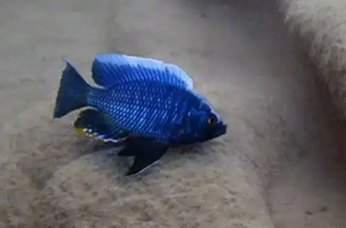 Боадзулу (Nyassachromis boadzulu)