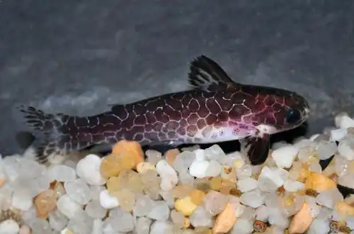 Сітчастий сом-списценосець (Centromochlus reticulatus)