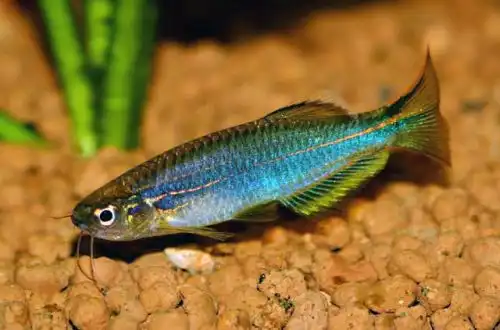Даніо Хікарі (Danio sp. «Hikari»)