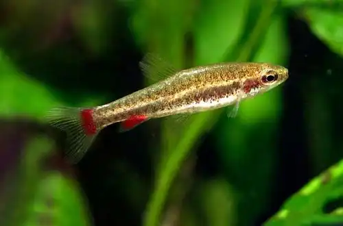 Нанностомус Андузі (Nannostomus