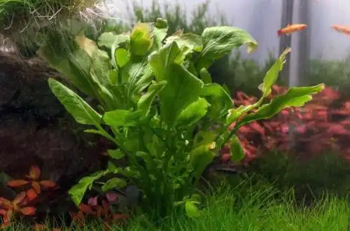Жерушник водний (Rorippa aquatica)