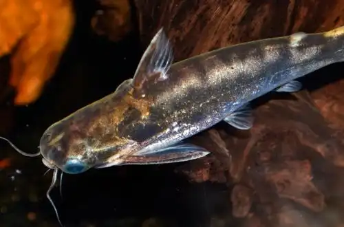 Центромохл (Centromochlus macracanthus)