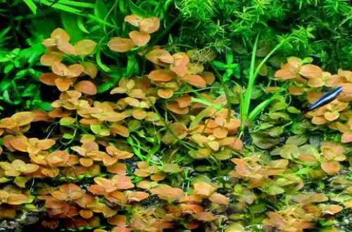 Людвіга оваліс або Людвіггія овальна (Ludwigia ovalis)
