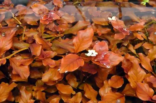 Людвіга овальна рожева (Ludwigia ovalis «Pink»)
