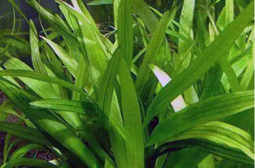 Сагіттарія широколиста (Sagittaria platyphylla)