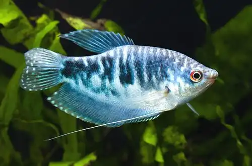 Мармуровий гурамі (Trichopodus