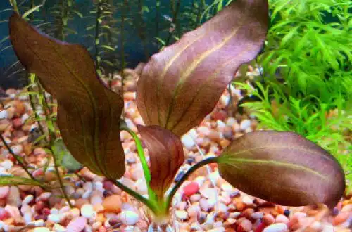 Ехінодорус Барта (Echinodorus × barthii)