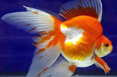 Золота рибка - Рюкін (Ryukin Goldfish)