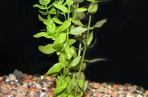Бакопа каролінська (Bacopa caroliniana)