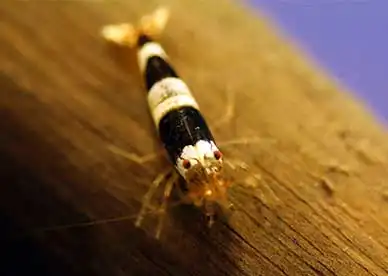 Креветка Чорна бджілка (Caridina cantonensis "Black Bee")
