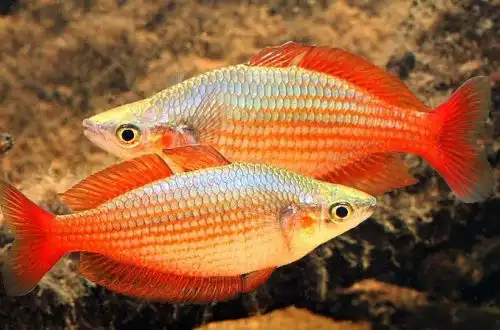 Східна райдужниця (Melanotaenia splendida splendida)