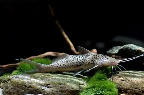 М'язистий сомик або Агуаруна (Aguarunichthys torosus)