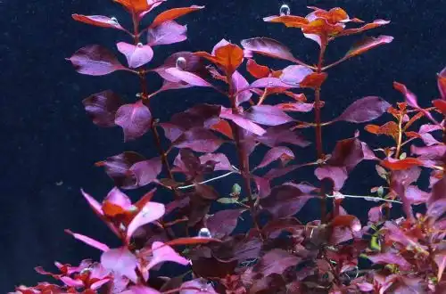 Людвіга "Супер Ред" (Ludwigia palustris, сорт "Super Red")