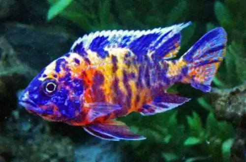 Аулонокара мультиколор (OB Peacock cichlid)
