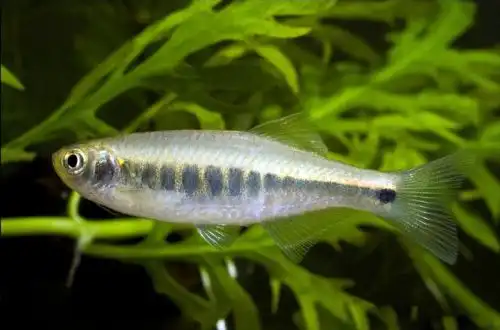 Даніо Прихований (Danio