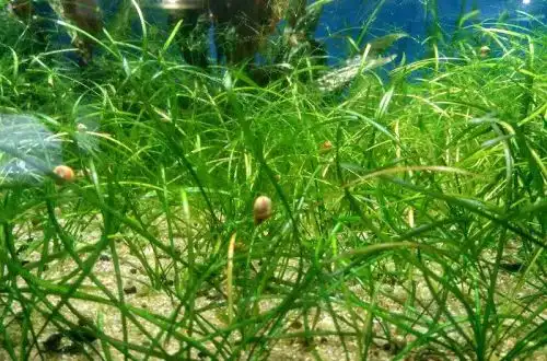 Сагітарія голчаста (Sagittaria sp. Needle)