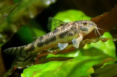 Аспідорас плямистий (Aspidoras spilotus)
