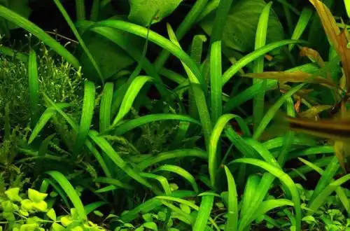 Сагіттарія карликова (Sagittaria pusilla)