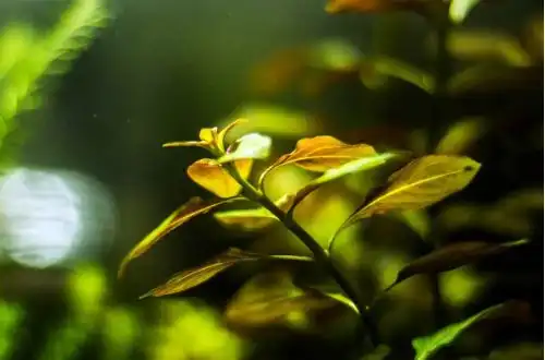 Людвіга Мехіко (Ludwigia repens "Mesakana")