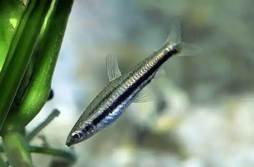 Нанностомус Мерілін (Nannostomus