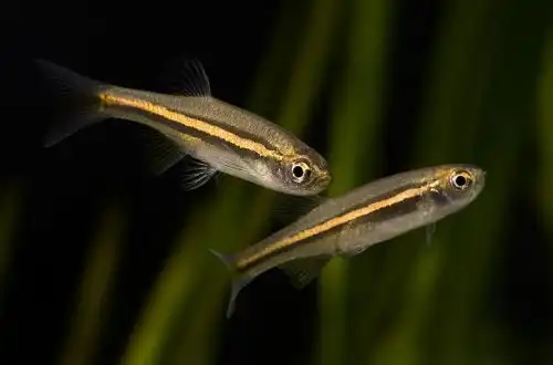 Даніо Джайнтія (Danio