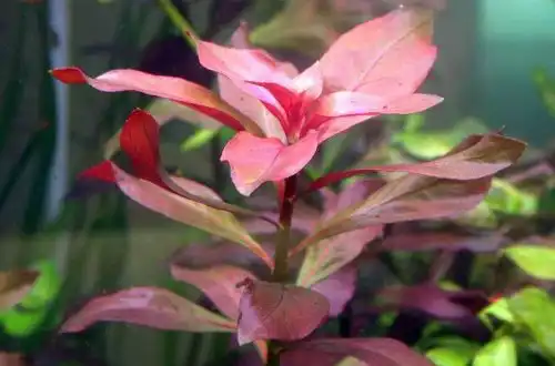 Людвіга рубін (Ludwigia «Rubin»)