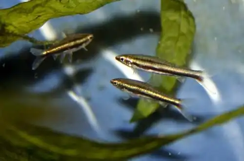 Нанностомус мінімус (Nannostomus