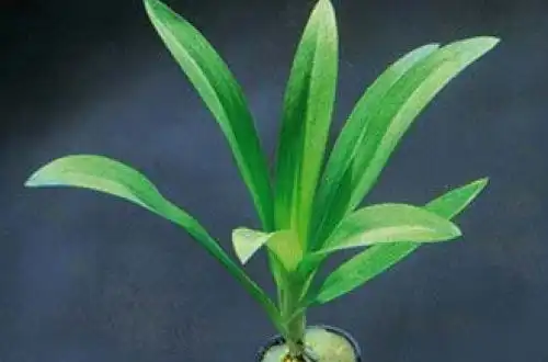 Водна орхідея (Spiranthes odorata)
