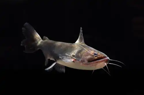 Сом-огр, Жабиний сом або Гальпер (Asterophysus batrachus)