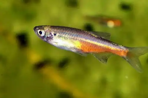 Даніо-деваріо Сондхі (Devario