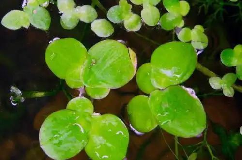 Багатокорінник звичайний (Spirodela polyrhiza)